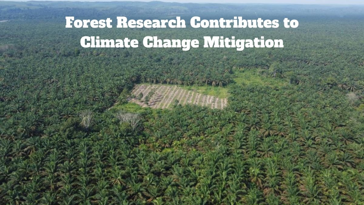 How Forest Research Contributes to Climate Change Mitigation